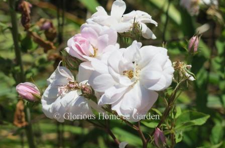 Rosa 'Champney's Pink Cluster'