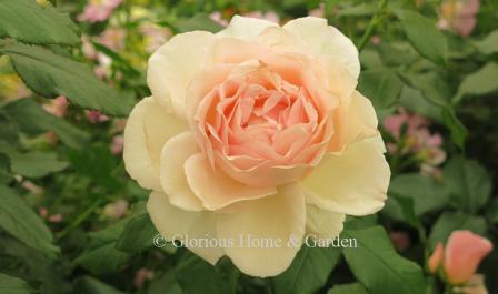 Rosa 'Chandos Beauty' is a pink-apricot blend hybrid tea with pale outer petals, deepening in the center.