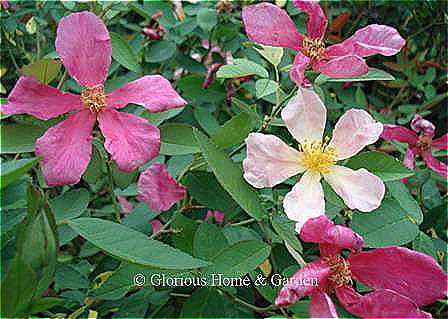Rosa chinensis 'Mutabilis' has five-petaled single flowers that change color as they mature. Opening yellow, each flower goes through several “mutations” from peach to pink to deep rose-pink.  So, when in full bloom all the colors can be present simultaneously.  And as it blooms from late spring right up ‘til frost, the show lasts a long time.