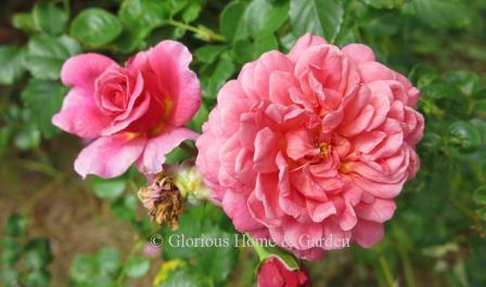 David Austin rose 'Christopher Marlowe' is a good size for smaller gardens--about 2.5-3.'  The blooms are an intense salmon-pink.