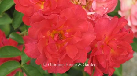 Floribunda rose 'Cinco de Mayo' is a blend of bright red-orange with lavender shadings.