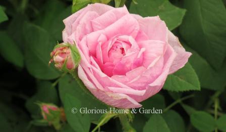 Rosa 'Comte de Chambord' is a Portland Damask rose in rich pink and very fragrant.