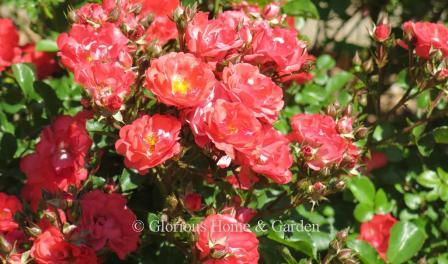 Rosa 'Coral Drift®' has coral-colored flowers on a ground cover shrub about 1 1/2' high.