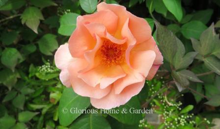 Rosa 'Crepuscule'