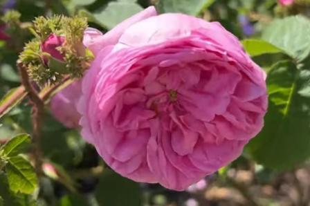 Rosa cristata, the crested moss or 'Chapeau de Napoleon,' is a moss rose with deeply cupped pink blooms.  The mossy-looking sepals on the rosebud are said to resemble Napoleon's tri-cornered hat.