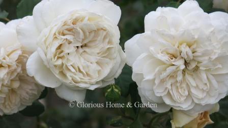 David Austin Rose, 'Crocus Rose,' is a creamy white. Then centers tend to have more yellow when newly open.  The outer petals have a scalloped effect for a charming look.