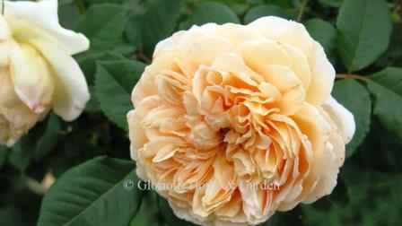 David Austin rose,'Crown Princess Margaret,' is a climbing rose to about 12 ft. in a beautiful apricot-orange color with a very dense petal count and a fruity fragrance.