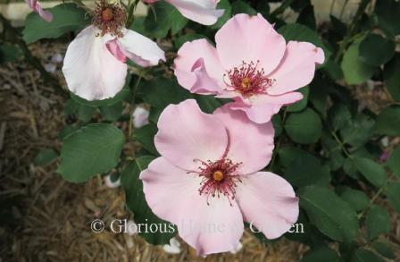 Rosa 'Dainty Bess' is a single pink Hybrid Tea with darker pink stamens.