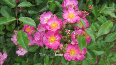 Rosa 'Daydream' has clusters of rich pink single blooms that fade to a lighter pink and repeat all summer.  This shrub rose grows to about 3' high.