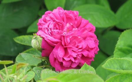 Rosa 'Rose de Rescht' is a Portland Damask rose in a vivid deep to magenta pink and highly fragrant.