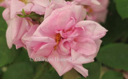 'Rosa des Quatre Saisons,' or Rosa x damascena var. semperflorens, pink, is also called the Four Seasons Rose or Autumn Damask for its long bloom period.