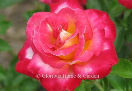 Grandiflora rose with cherry-red petals flushed with cream and golden hearts.