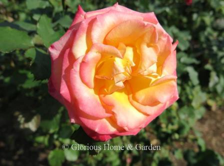 Grandiflora rose 'Dream Come True' is a cream yellow blend with rosy petal edges.