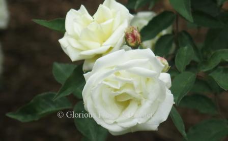 Rosa 'Ducher,' is the only white China Rose.