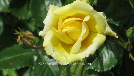 Rosa 'Easlea's Golden Rambler,' features large double yellow blooms in early summer and can grow to 15.’