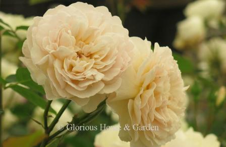 David Austin rose 'Emily Brontë' is a medium-sized shrub of about 4.'  The flowers are soft pink fading to cream.