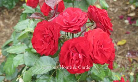 Floribunda rose 'Europeana' is bright red with double blooms in clusters.