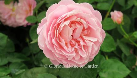 David Austin rose 'Eustacia Vye' is a medium pink rose with apricot and has a good strong fragrance. Grows to about 4.'
