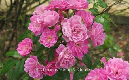 Polyantha rose 'Excellenz von Schubert' has clusters of dark pink flowers.