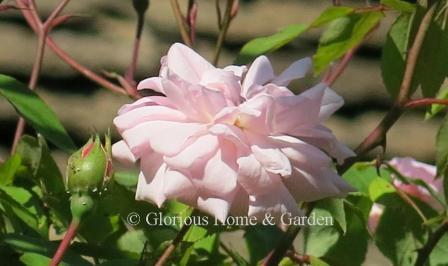 Polyantha rose 'Félicité et Perpétue' opens pale pink and matures to white; to 12.'