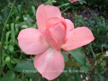 Floribunda rose 'Passionate Kisses' is a blend of coral and pink.