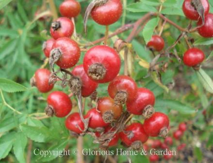 Rosa foliolosa hips