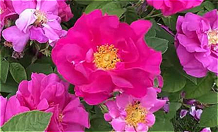 Rosa gallica officinalis, the Apothecary's Rose