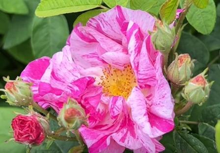 Rosa gallica officinalis 'Versicolor,' or "Rosa Mundi"