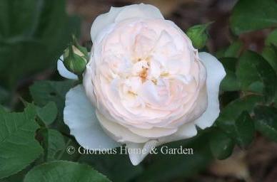 David Austin rose 'Gentle Hermione' is a soft pink to blush with a strong fragrance. Grows to about 4.'