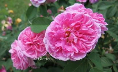 David Austin rose 'Gertrude Jekyll' has medium pink quartered blooms with a strong fragrance. Form a large shrub of about 5.'  Named for the famous garden designer.