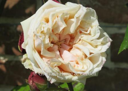 Rosa 'Gloire de Dijon'