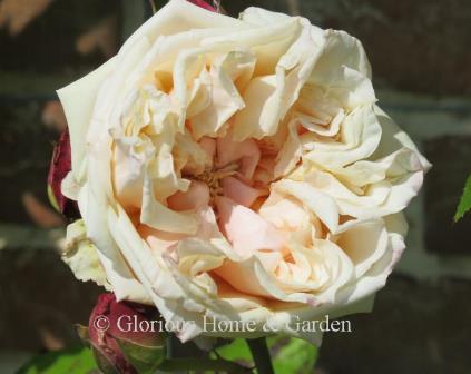 Rosa 'Gloire de Dijon' is a hybrid Tea/Bourbon climber in yellow/apricot.
