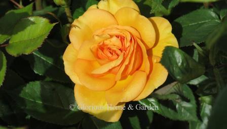 Rosa 'Golden Beauty' is a deep golden yellow floribunda hybrid created by Kordes in 1994.  It is also known as 'South Africa.'.