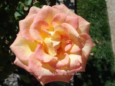 Grandiflora rose 'Gold Medal'