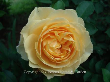 David Austin rose 'Graham Thomas' is a vigorous climber to about 12.' The blooms are a rich glowing golden yellow.  Named for the famous rosarian.