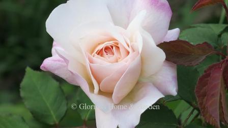 Floribunda rse 'Gruss an Aachen'is a lovely combination of pale pink with darker pink highlights and center warmed with yellow; well-formed buds.