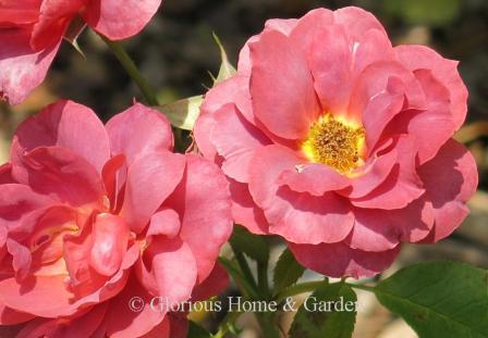 Floribunda rose 'Hot Cocoa' is a red-orange blend with touches of lavender, and a center heart of yellow.  Can a rose be brown?  This probably comes the closest.