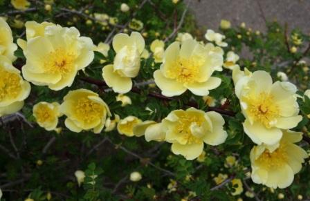 Rosa hugonis, known as the Yellow Rose of China, has buttery yellow single blooms, and was used in the hybridization of yellow roses.