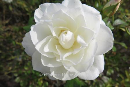 Floribunda rose 'Iceberg' is pure, icy white--a classic.