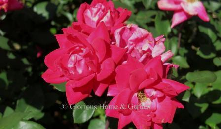 Rosa 'Knock Out® Double Red'
