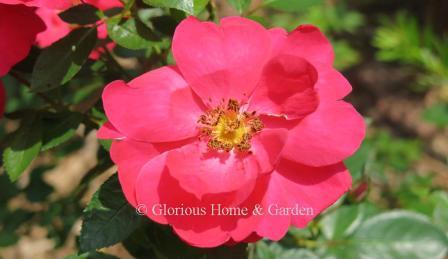 Rosa Kolorscape® 'Cheri™' produces semi-double deep coral pink blooms on a shrub of about 3-4.'  Very disease resistant.