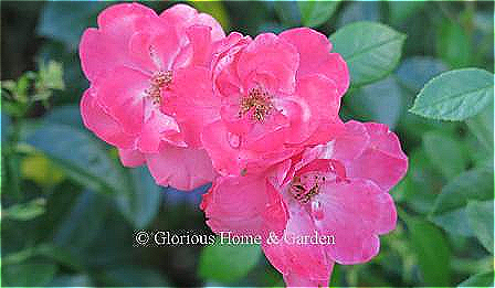 Rosa 'Lady Elsie May' has coral pink semi-double blooms that repeat continuously all season. A disease resistant shrub rose that grows to 3' x 4' h. x 3' x 4' wide.
