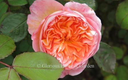 David Austin rose 'Lady Emma Hamilton' makes a medium-sized shrub of about 4.'  Red-orange buds open to an extraordinary color described as tangerine-orange, with a fruity scent to match, and complemented by dark foliage..