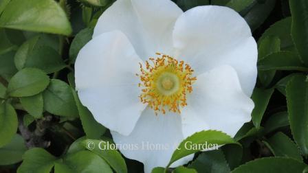 Rosa laevigata, the Cherokee rose, has large, single white flowers.