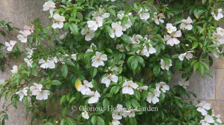 Rambler rose Rosa laevigata 'Cooperi'