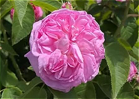 Rosa 'La Ville de Bruxelles' is a Damask rose of a clear pink.