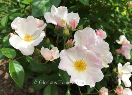 Polyantha rose 'Little Butterfly' has pale pink single blooms in clusters.