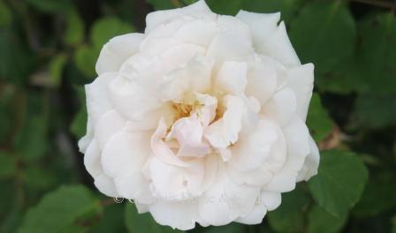 Rosa 'Madame Alfred Carriere,' nearly thornless white climber to 15-20'.