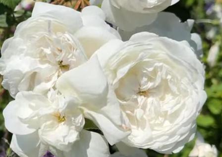 Rosa 'Mme. Hardy' is a Damask rose in pure white, very fragrant.