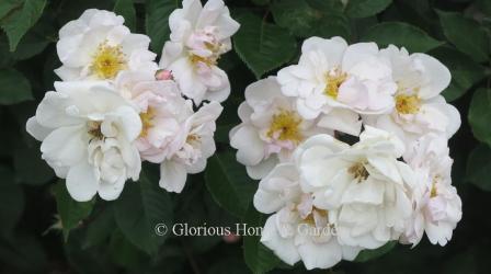 Polyantha rose 'Marie Pavie'is near white with a blush of pink, nearly thornless and a lovely fragrance.